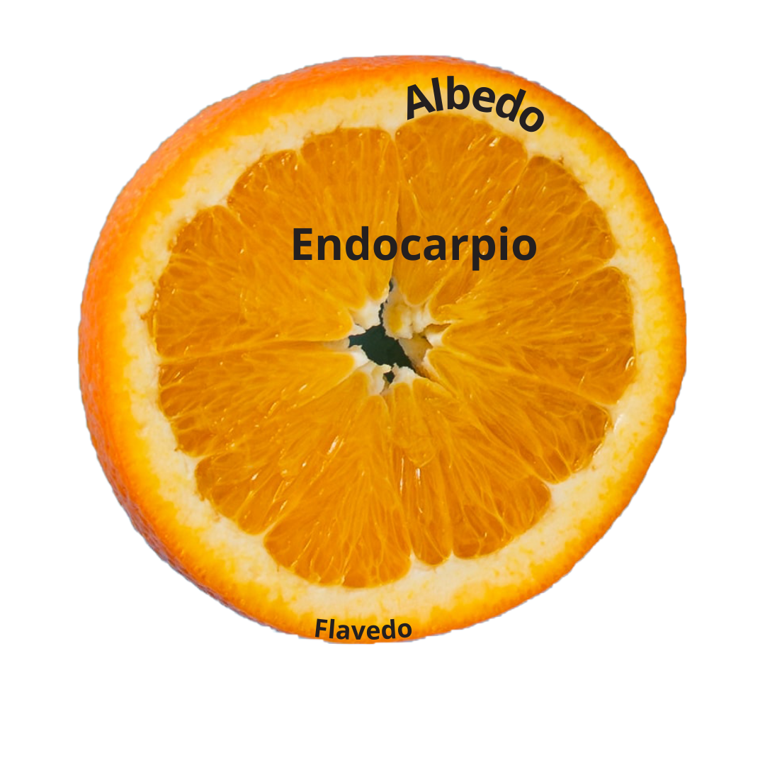 Partes de una naranja